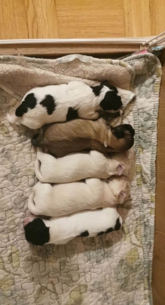 50% Miniature Poodle, 25% Maltese,  25% Shih Tzu
petpost.ca/pets/dogs-pupp…