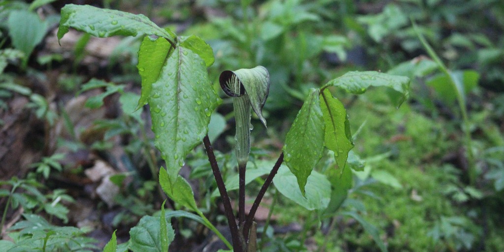 SleepingBearNPS's tweet photo. Wait, is that a pitcher plant in the forest? Think again!
Jack-in-the-pulpit is in bloom at the Lakeshore. Why the odd name? Its flower has a green pulpit-shaped tube and cover that protects the tiny flowers inside.
Photo: NPS
#Spring #JackInThePulpit #NPS #SleepingBearDunes https://t.co/E6P2lTV9ry
