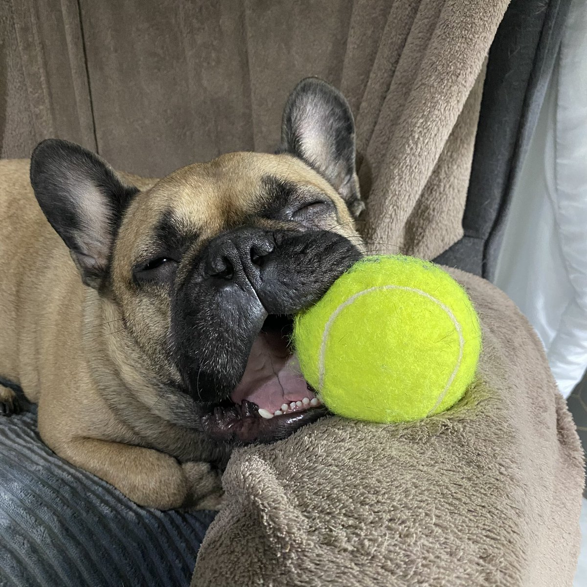 Staci_icatS's tweet photo. @PetSafeUK Does it take giant tennis balls 🎾 🤣or maybe he’s just a very small Frenchie 🤔 https://t.co/SAltrCJwNG