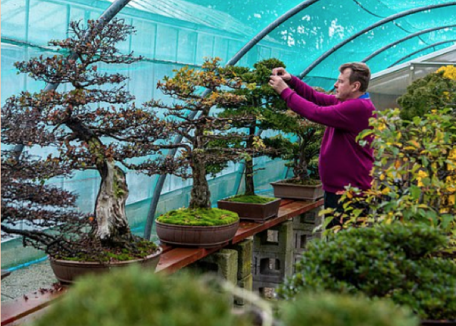NOEBonsai's tweet image. Care Tips – You can tell the health of your indoors Bonsai tree through its leaves.
For further advice and guidance why not come and visit our garden centre in Easingwold this weekend? 
#Bonsaitrees #Advice #CareTips #VisitUs