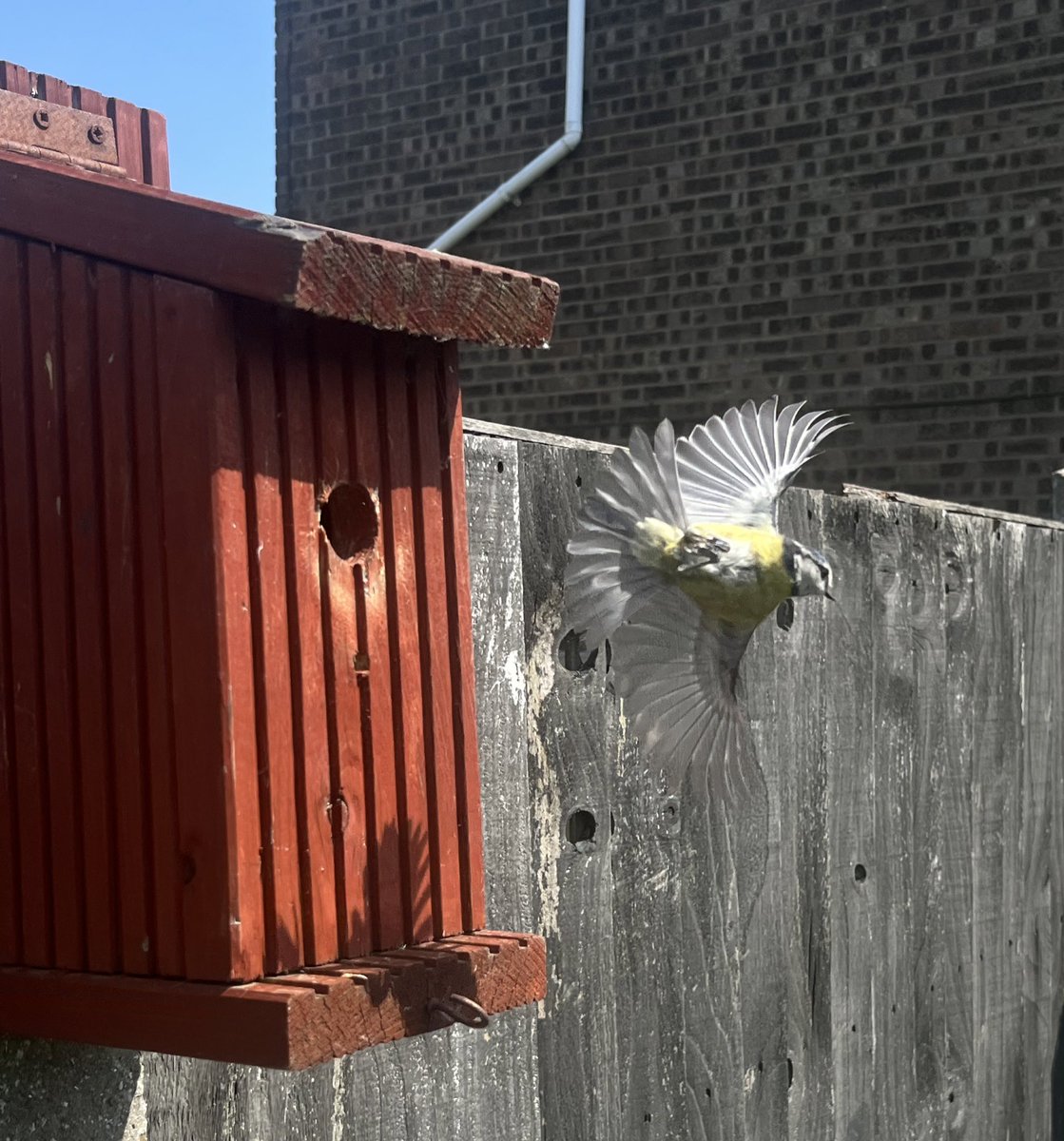 AllzyB's tweet photo. Beautiful Blue tits back and forth feeding the newly hatched babies 🐦 https://t.co/C0Sc71donD