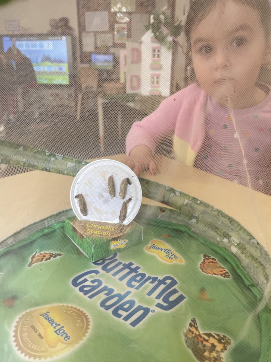 GiffnockNursery's tweet photo. Yesterday we discovered our caterpillars had gone into their cocoons over the weekend and today we moved them into their butterfly garden. We have hung them up safely to protect them and we can’t wait till they hatch! #caringfornature https://t.co/abdXtfid37