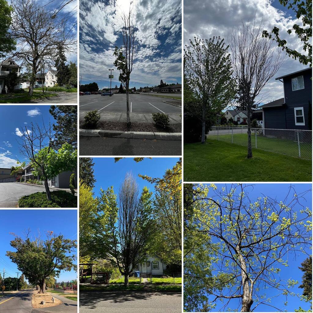 Have you seen an unhealthy maple? We want to know where! 🌳Project: ift.tt/pirXnYb 📗Guide: ift.tt/Qtv85Mm instagr.am/p/CsToPvorrRf/