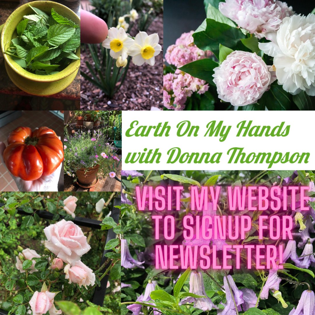 Love to have you join my newsletter for gardening tips & fun ideas! Visit my website at: dsthompson2011.wixsite.com/earthonmyhands #gardeningtwitter #gardening #gardeningadvice