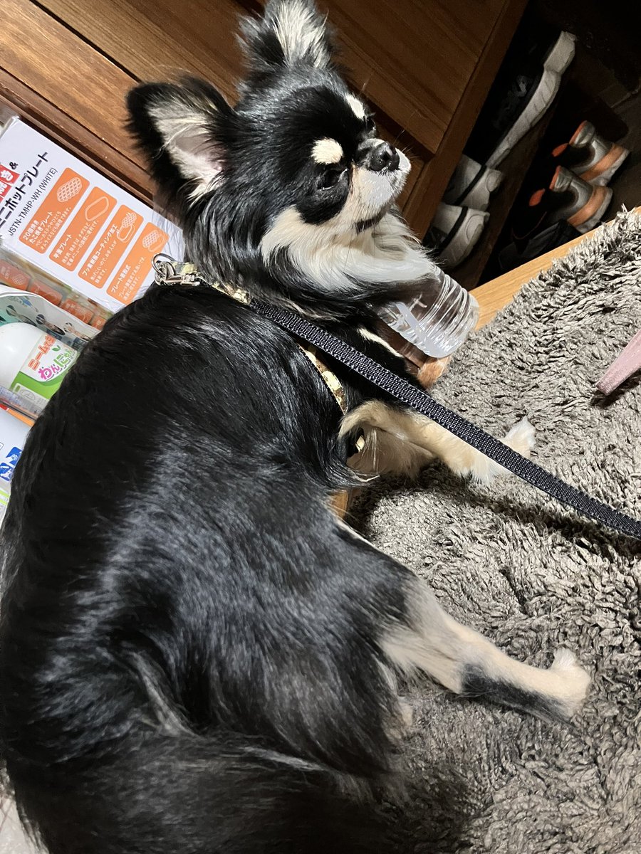 おチビ達や
明日はやばいくらいの猛暑日だから、朝早く散歩に行っておこうね
夜は道路の熱が取れてたら行こうね

胴長いな？

#チワワのいる暮らし 
#犬のいる暮らし https://t.co/sEdyrnSUlO