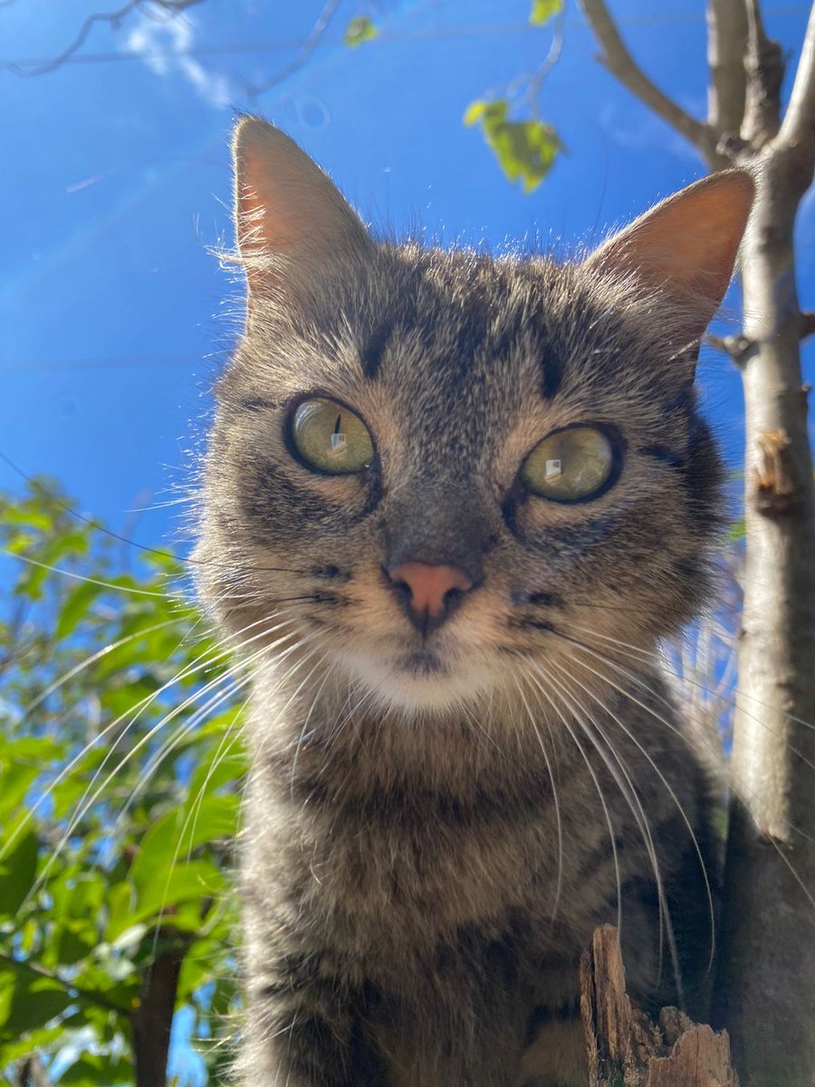 AragonGotti's tweet photo. Gatitas en Adopción - Mamá e hija juntas. 

La mamá es chiquita patitas cutas y la cola es como redondita, parece ser de algun tipo de raza 🥺

🚩Solo se darán a persona responsable 🚩

Yo me las quedaría pero ya tengo muchos gatitos 😩 https://t.co/PDMspIqOCx