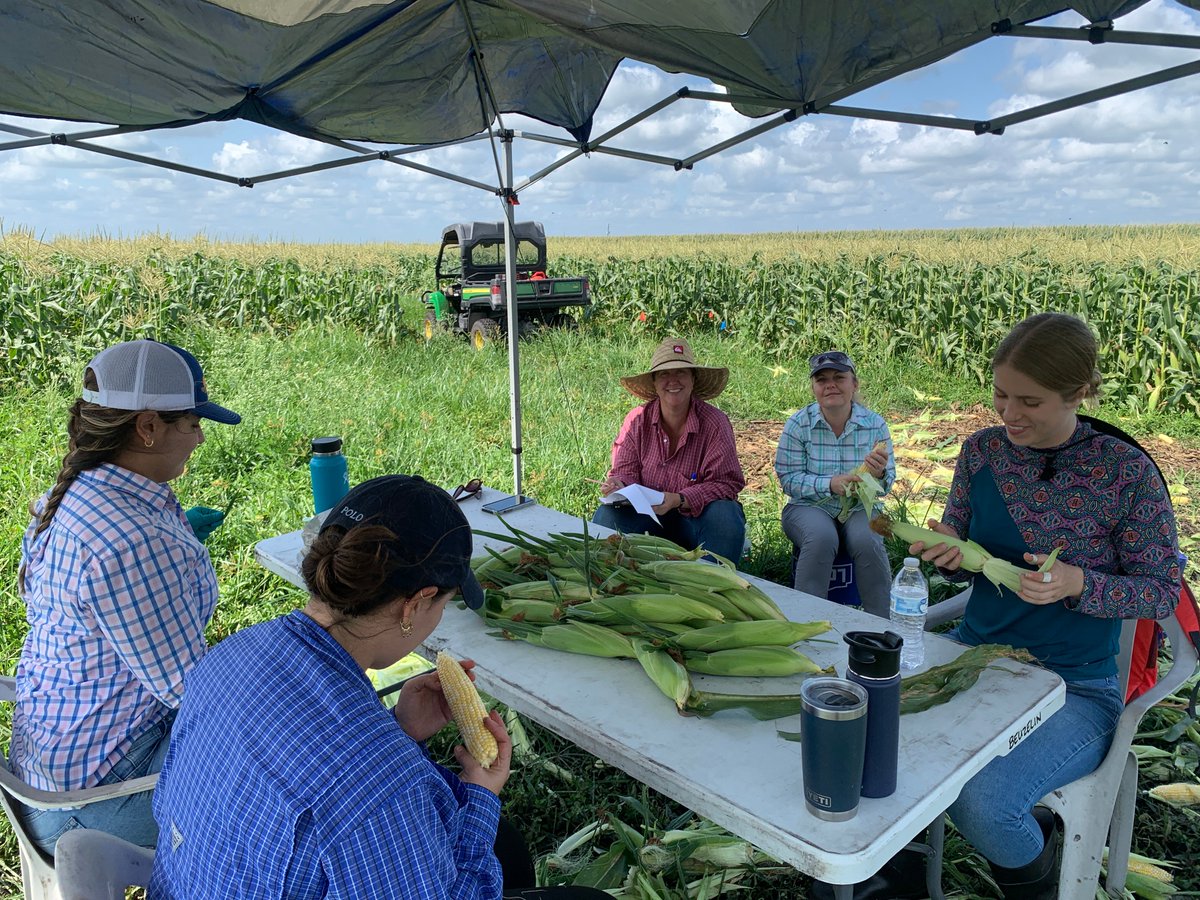 Julien Beuzelin (@julienbeuzelin) on Twitter photo We are wrapping up our <a href="/EvergladesREC/">UF IFAS Everglades REC - Belle Glade</a> insect pest management experiments for the winter/spring 2023 field season with #SweetCorn. #UFBugs We are wrapping up our <a href="/EvergladesREC/">UF IFAS Everglades REC - Belle Glade</a> insect pest management experiments for the winter/spring 2023 field season with #SweetCorn. #UFBugs
