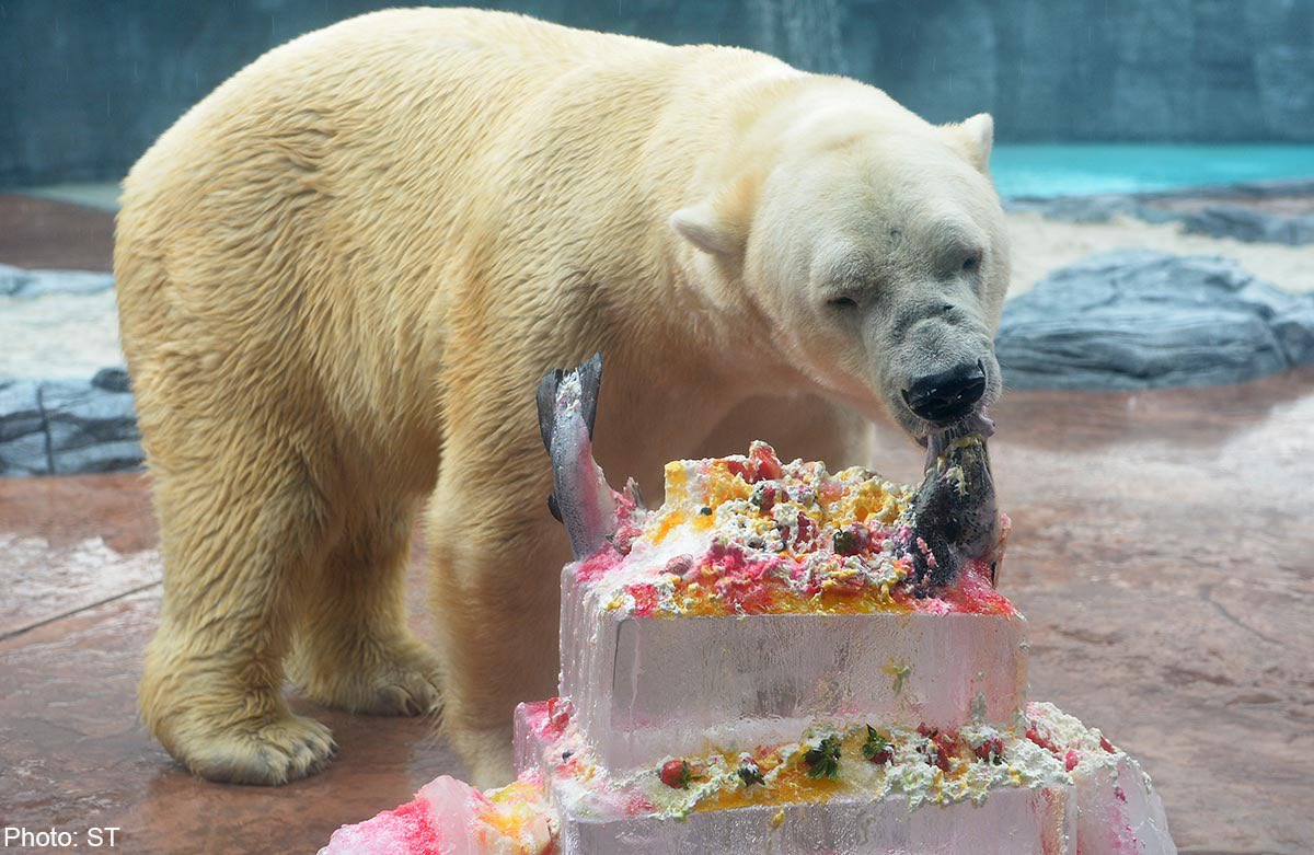 leadpolarbear's tweet image. hey it’s my birthday! so we are going to do a birthday stream here at around 11am est-the rest of the day! come say hi wherever you watch the stream! 

#twitch #KickStreamer #trovolive #Birthday2023 #Vtuber #birthdayparty #vtubear #GucciCruise24 

🐻‍❄️💚