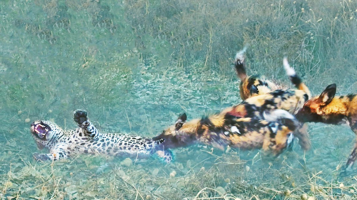 Wild Dogs Get Revenge on Leopard that Caught a Puppy

This is a NEVER before sighting for us! 
A leopard killed one of the Wild Dog pups, and the pack turned to the leopard and got revenge! 😮
What an epic battle!

latestsightings.com/single-post/wi…