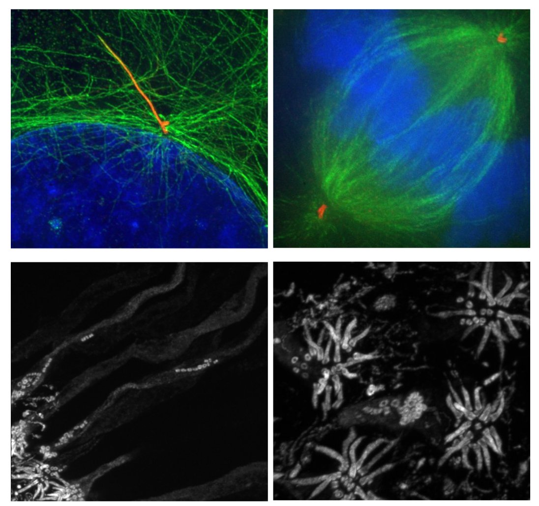 The Wang lab is hiring a postdoc! Come work with us at WashU and play with cells, microscopes, and proteins! 🔬🧪🥼

To find out more about our work, see our webpage at sites.wustl.edu/centrosome/ 

Apply at wustl.wd1.myworkdayjobs.com/External/job/W…
