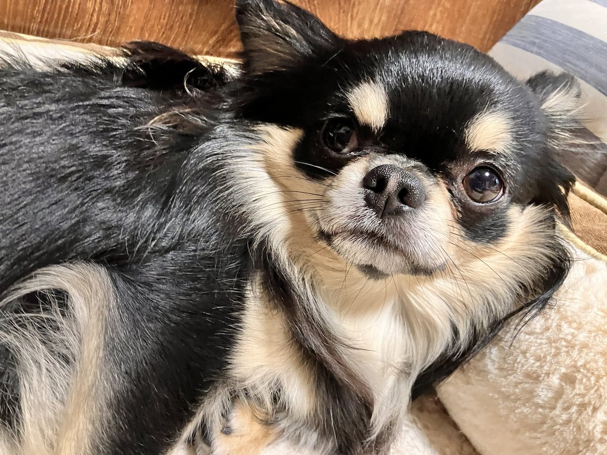 やっぱりさ、一度は魔法少女か美少女戦士もの描いてみたいよね！！

なんちゃらかんちゃらアルティメットキャノンみたいな感じの技名言わせたいよね（素振り）

ステゴロもいいな…
最後は敵の痕跡を塵ひとつ残さないエナジーアタックで終局👍 https://t.co/RhYQM5zu4D