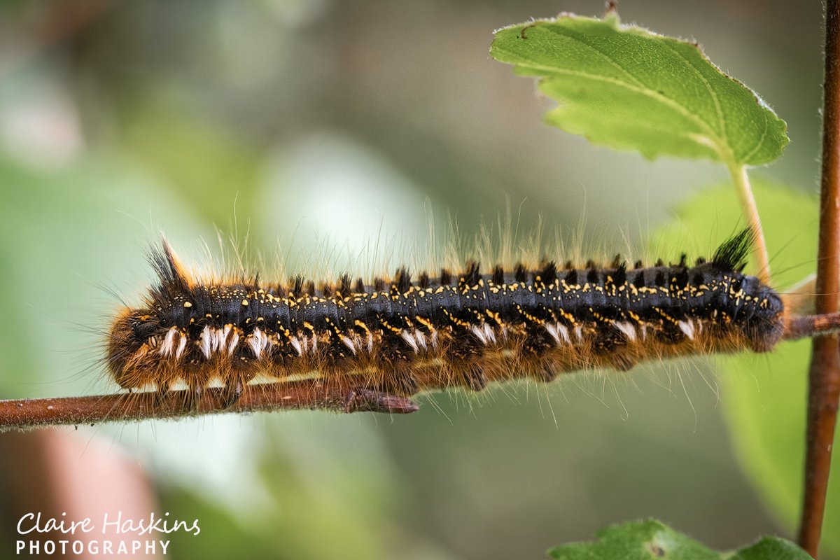This drinker moth caterpillar got its name from the caterpillars habit of drinking dew drops from stems in the vegetation

#moth #caterpillar #insect #macro #cothelstonehill #quantocks #westsomerset #somerset #somersetlife #nature #wildlife #bug #buglife #bugphoto