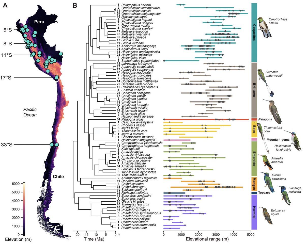 Jessie Williamson (@jl_williamson) on Twitter photo How is sensitivity to altitude affected by evolutionary adaptation?
We studied blood of 77 species of Andean hummingbirds for >15 years to find out.
🚨New paper🚨, now out in <a href="/Ecology_Letters/">Ecology Letters</a>!
<a href="/MSBbirds/">Christopher Witt</a> <a href="/ethanblinck/">Ethan Linck</a>
🧵 1/ How is sensitivity to altitude affected by evolutionary adaptation?
We studied blood of 77 species of Andean hummingbirds for >15 years to find out.
🚨New paper🚨, now out in <a href="/Ecology_Letters/">Ecology Letters</a>!
<a href="/MSBbirds/">Christopher Witt</a> <a href="/ethanblinck/">Ethan Linck</a>
🧵 1/