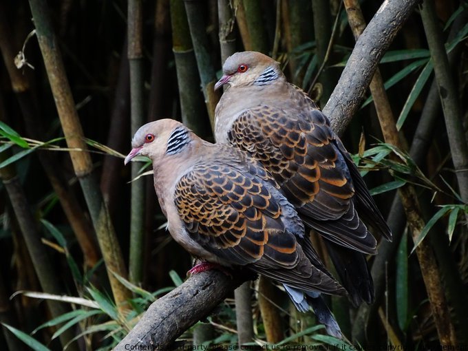 Did you know that turtle doves are not named after turtles? The name is derived from their Latin name 'turtur,' which comes from the sound they make. #birding #WildNepal #NepalBirds #doves #Dinosaurs