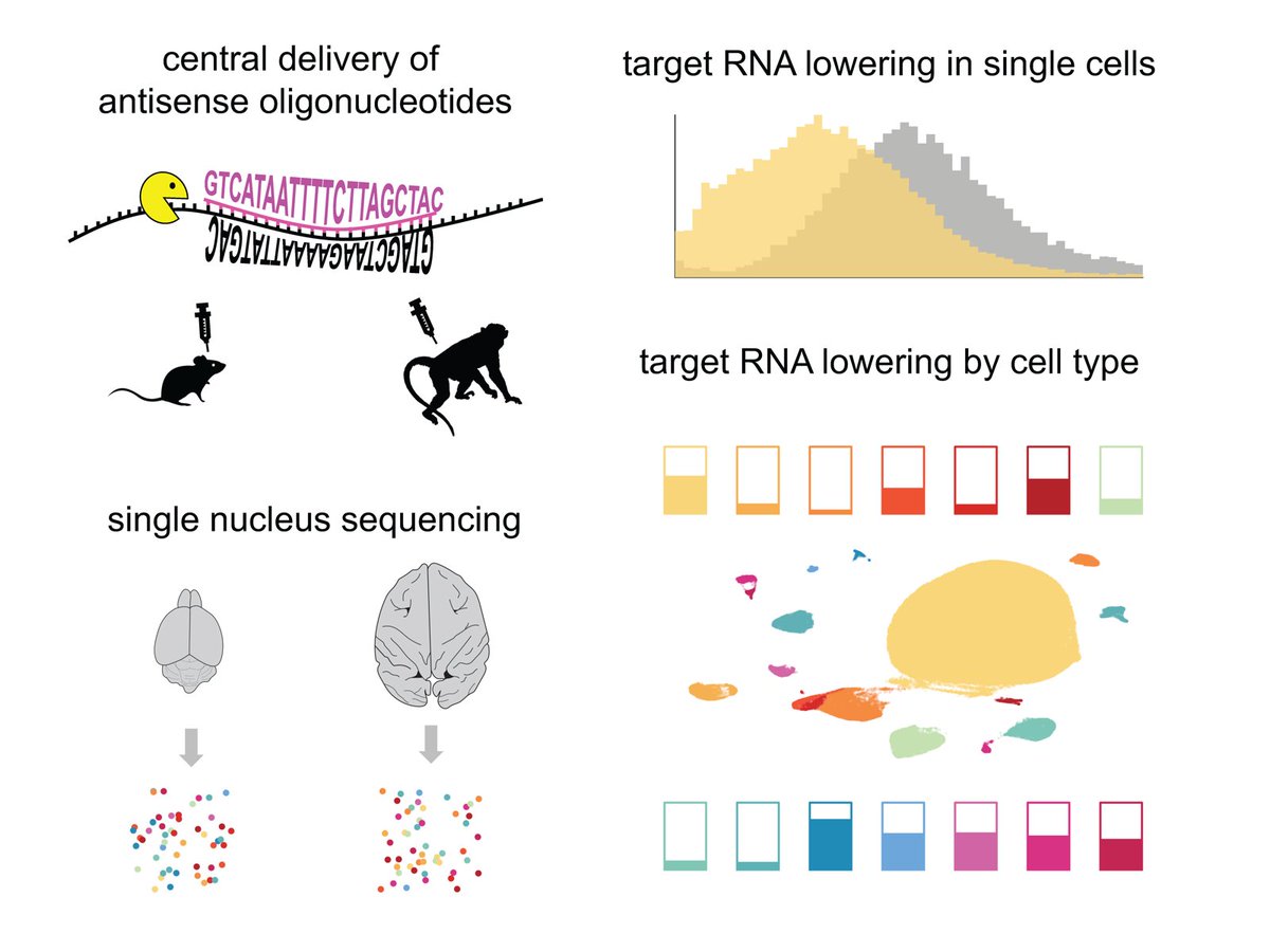 ASO activity at single cell resolution - now published as a <a href="/NAR_Open/">Nucleic Acids Res</a> Breakthrough article: academic.oup.com/nar/advance-ar…

Blog post on implications for prion prevention: cureffi.org/2023/05/16/aso…

Tweetstorm: x.com/cureffi/status…

Thank you @OnoPharmaFound for funding this 🙏