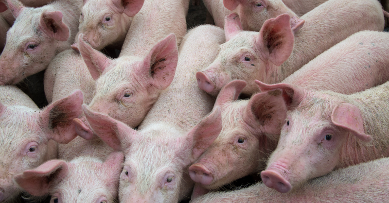 FarmsSwine's tweet photo. .@swine_health urges #pork producers to review vaccination protocols due to rise in Porcine circovirus type 2.

Positive rate for #PCV2 in sow #farms keeps increasing.

See how these vaccine protocols are crucial for controlling the disease ⤵️

#Swine #Pig #SwineHealth #AgTwitter