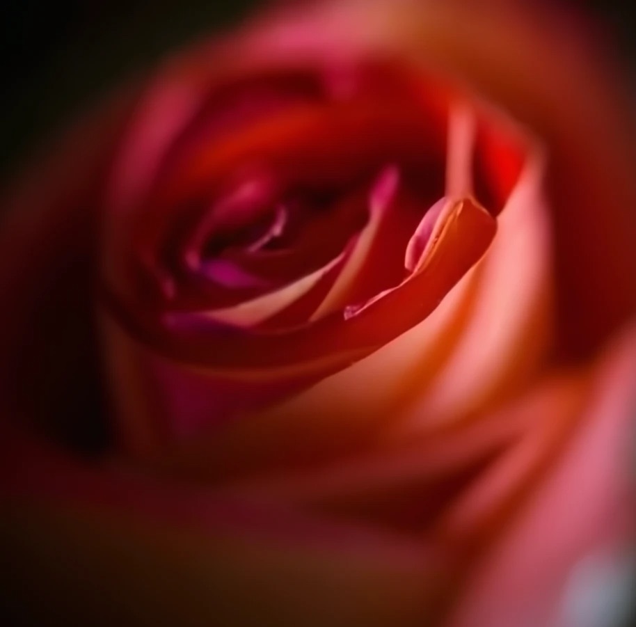 Jede #Rose ist schön. Ob Stacheln oder nicht. Hier eine für den heutigen #Feierabend.

Every #rose is beautiful. Whether spikes or not. Here is one for today's #endofwork.

#flowers #photography #macro