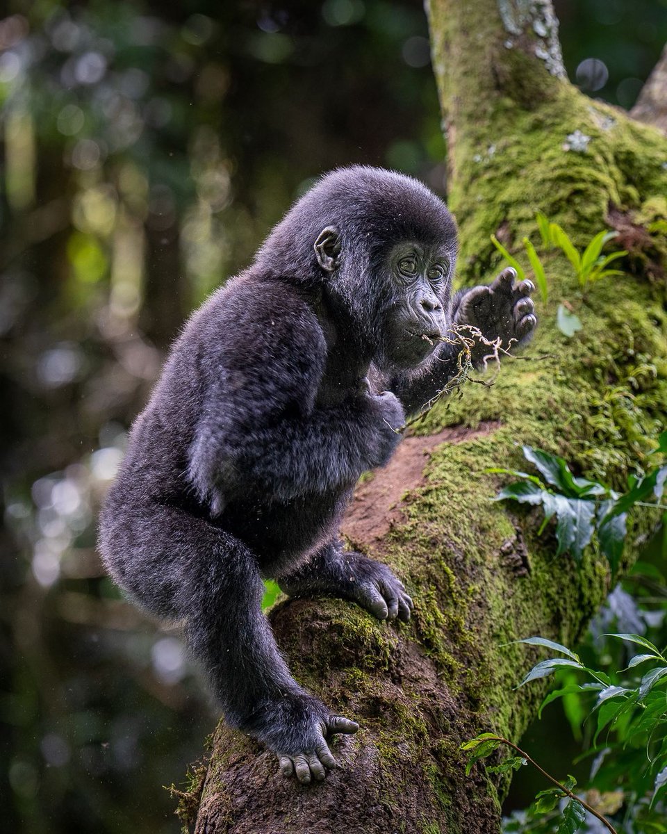 WE PROVIDE YOU WITH INTERESTING AND EXCITING UGANDA GORILLA SAFARIS TO BWINDI IMPENETRABLE NATIONAL PARK AND MGAHINGA GORILLA NATIONAL PARK.
allugandasafaris.com
#allugandasafaris #ugandasafaris #Uganda #gorillatrekking #gorillas #bwindi #ugandagorillasafaris #mountaingorillas