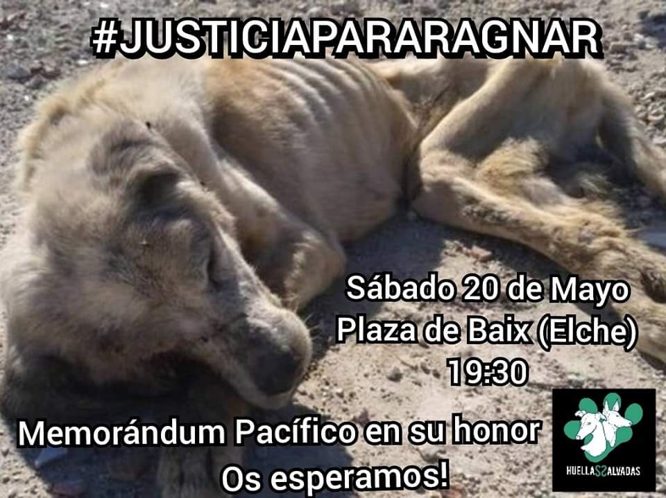 Necesitamos vuestra ayuda!!

El próximo Sábado día 20 en la plaza el Baix de Elche a las 19:30.Nos reuniremos para hacerle un homenaje, recuerdo, memorándum a nuestro guerrero Ragnar. Puesto que Ragnar hace 3 años nos marcó un antes y un después en nuestras vidas.