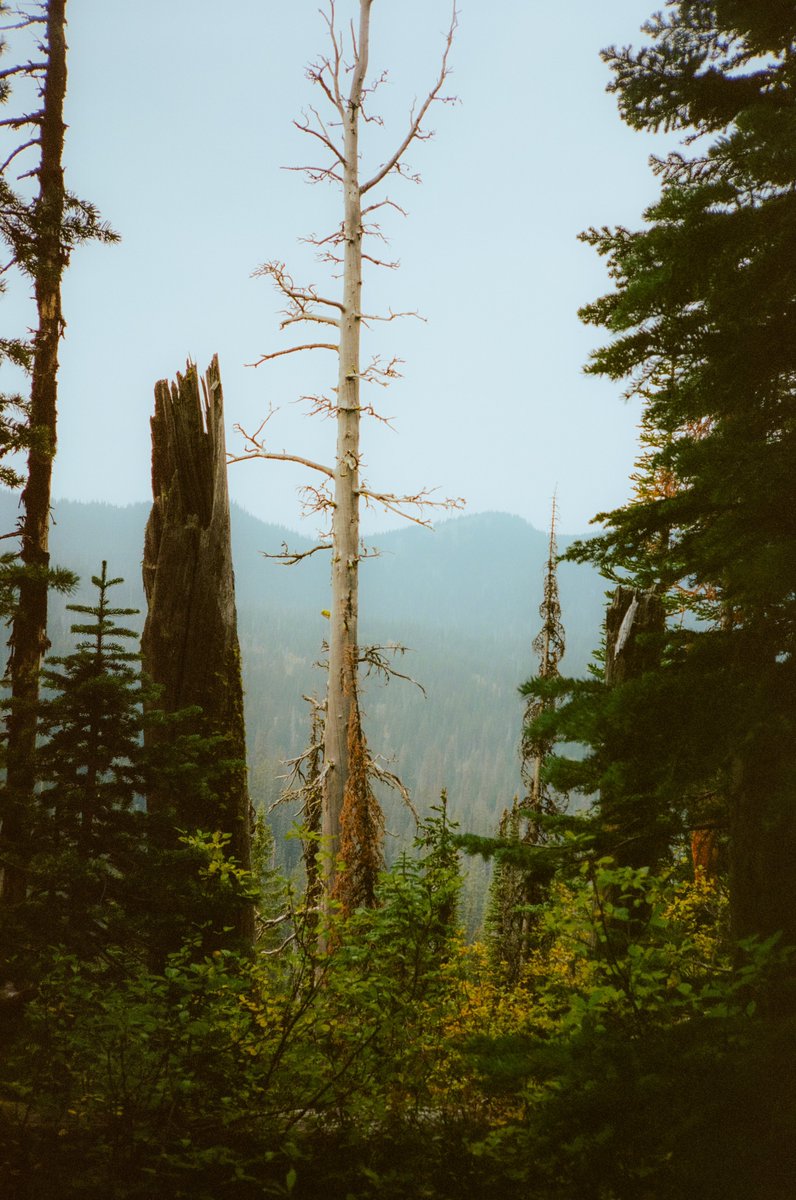 In the woods of Montana 🎞