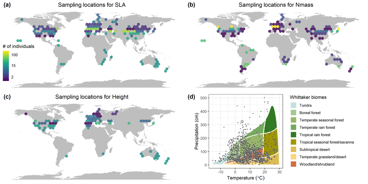 RJ_GriffinNolan's tweet photo. Check out our new paper in @EcographyJourna on global #intraspecific trait-climate relationships for #grasses 🌾 We found that the strength and direction of these relationships depends on a species' lifespan and mean leaf economics traits. 
https://t.co/E61uwGDu1g https://t.co/ewq0KDAskX