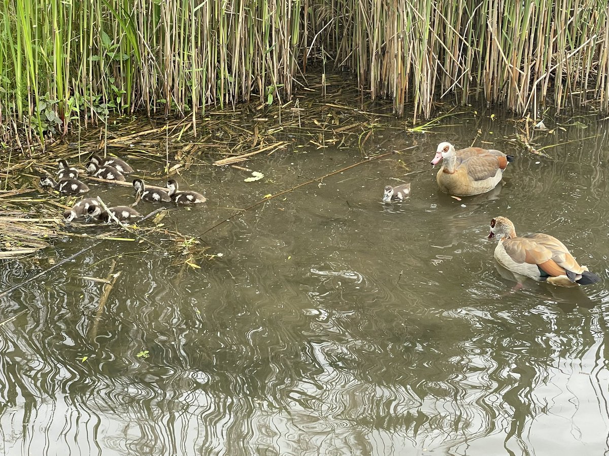 Danke, <a href="/stadtettlingen/">Stadt Ettlingen</a>
