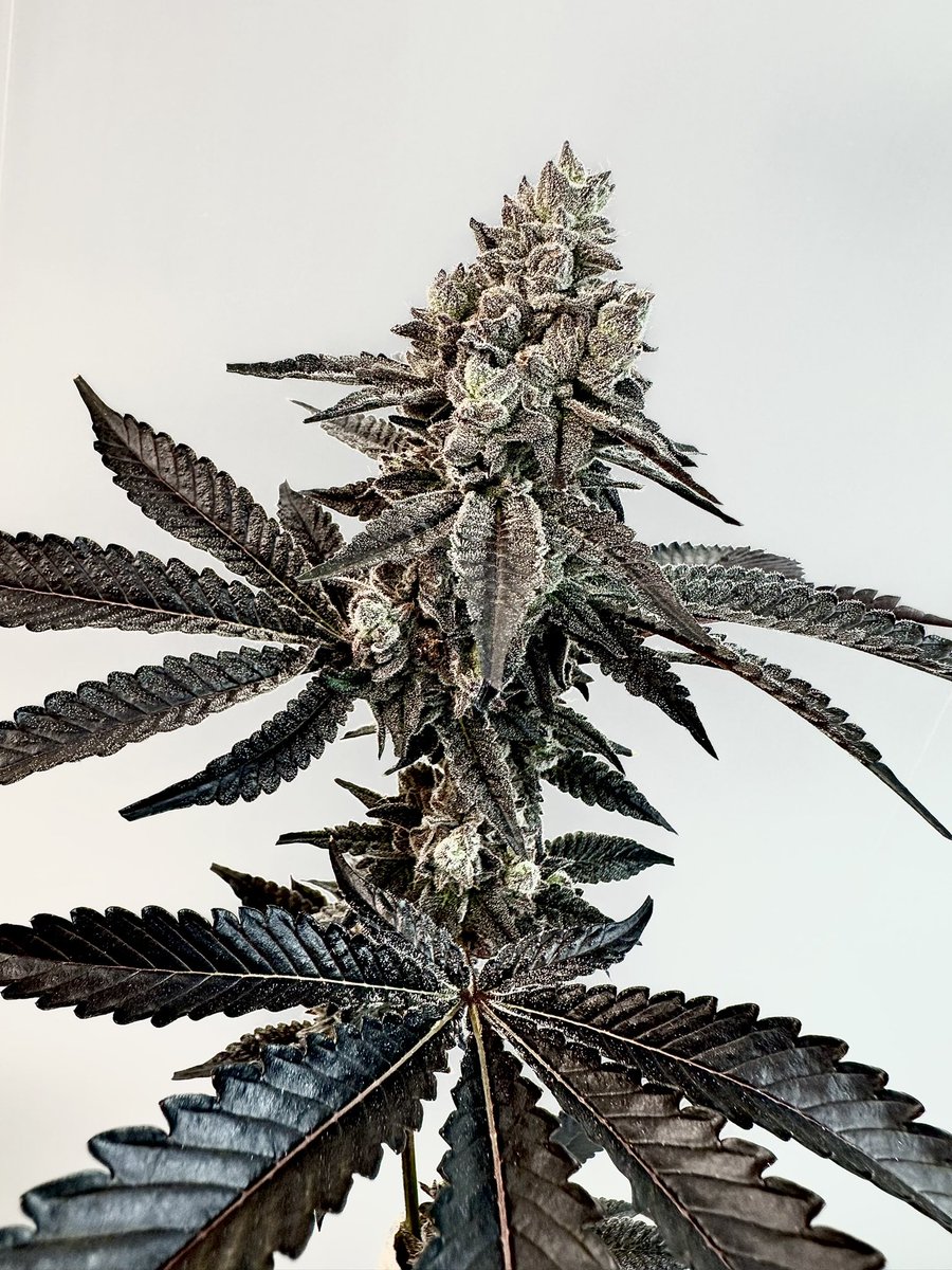exoticgenetix's tweet photo. It’s time for an Early Release #GIVEAWAY everyone!!! This one’s gonna be for a pack of Slap & Tickle available next month on https://t.co/ftuG1jaQqq!!! 2 WINNERS for this one folks!

🚨Rules~

• Follow @exoticgenetix 

• Tag 3 friends 

• Like + Retweet 

I will announce the winner in 72 hours!!! Good luck everyone!!! #exoticgenetix #cosmic22 #itsalifestyle