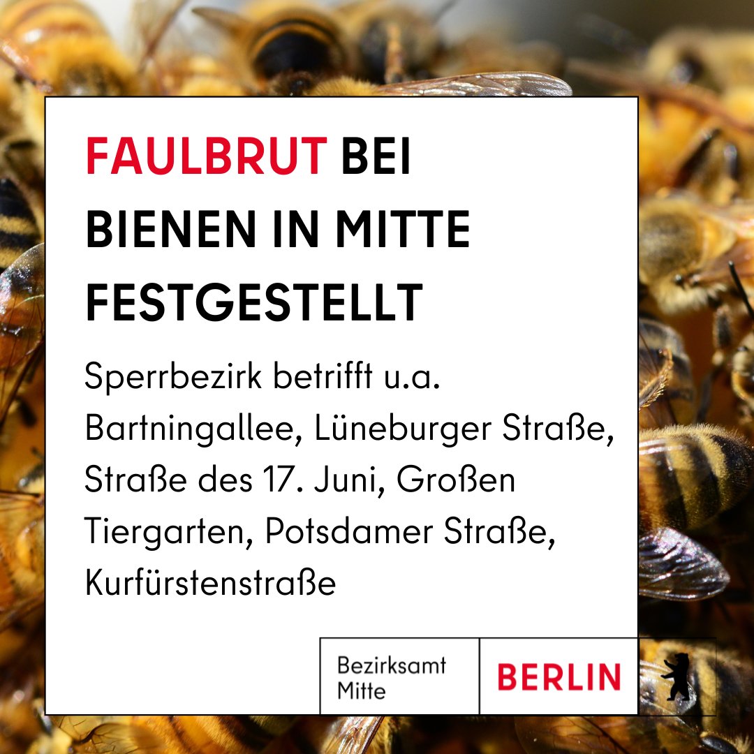 Nachdem in einem Bienenbestand in Mitte die Amerikanische Faulbrut aufgetreten ist, gilt ein Sperrbezirk. Alle, die Bienen halten, müssen besondere Auflagen einhalten, um die Ausbreitung der Seuche zu verhindern. ➡️ t1p.de/xxn93