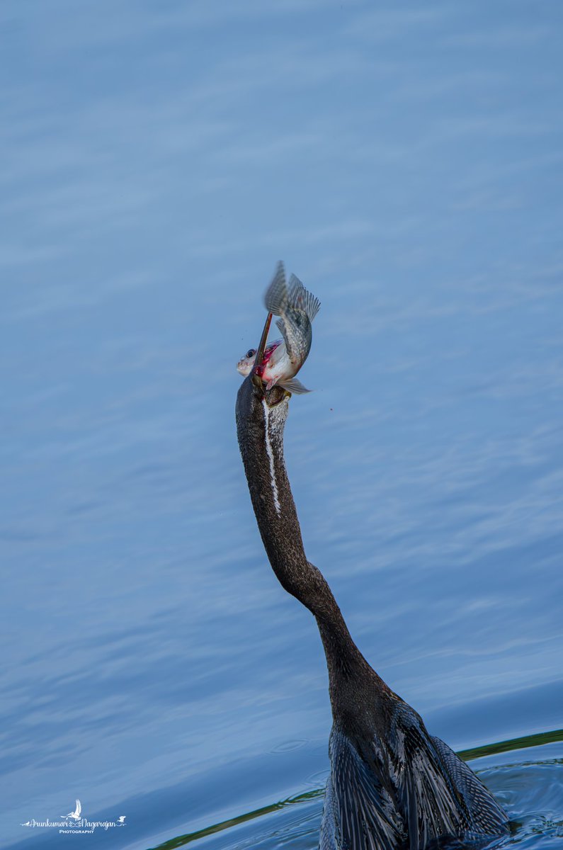 Oriental Darter with Tilapia catch!
instagram.com/p/CsTsI4VyHQp/
#urbanwildlife #nature #clawsnwings #indiaves #WildHues #luv4wilds #earthcapture 
@SanctuaryAsia @NatGeoIndia @NatureIn_Focus @IndiAves