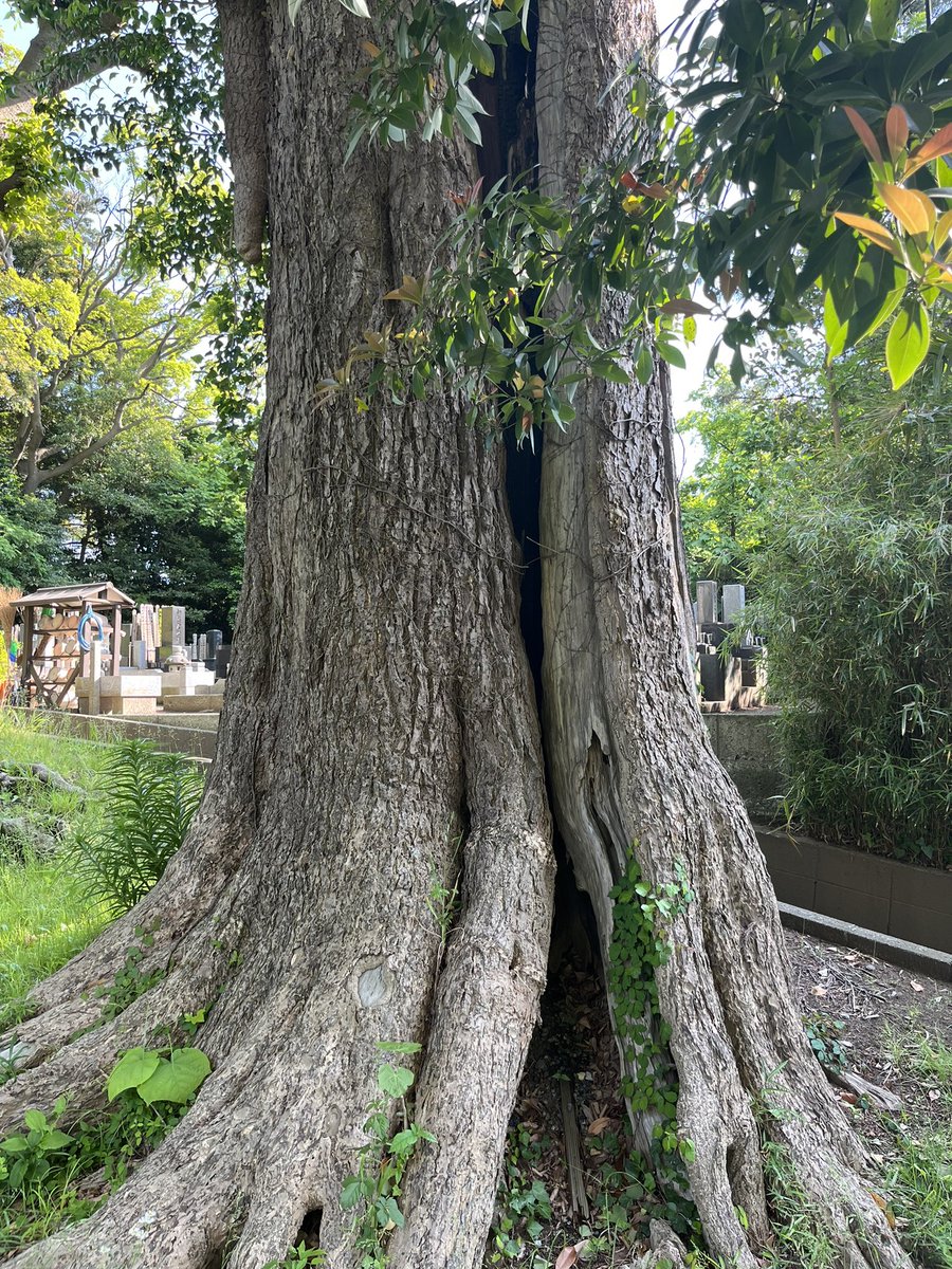 ナチュラルトリッパー