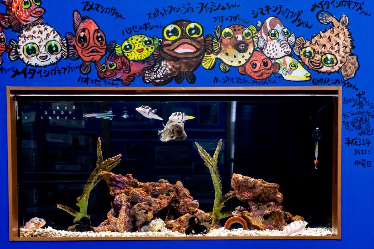 もぐらんぴあ水族館（久慈地下水族科学館） on X: 