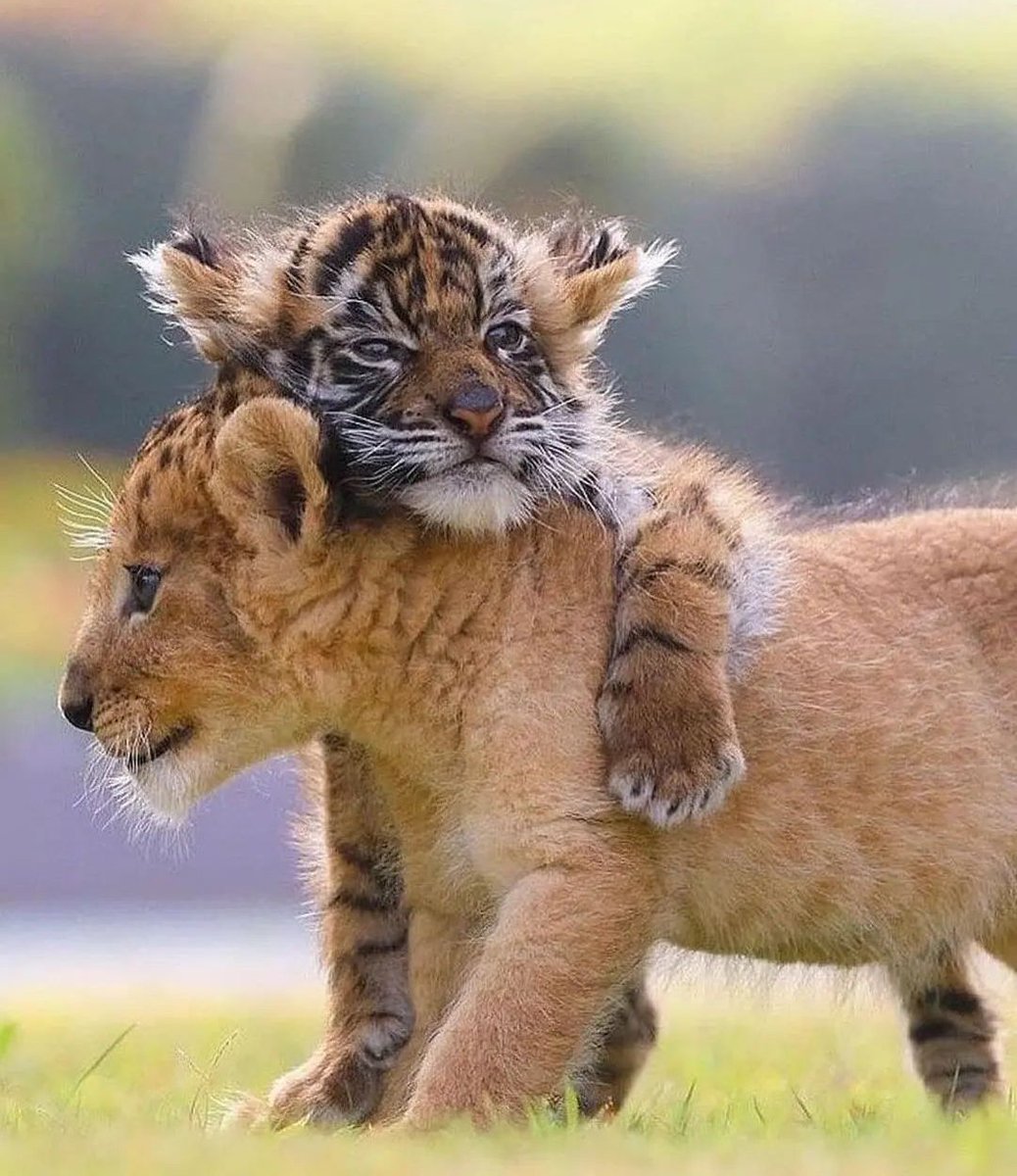 ScribeFlash's tweet photo. Best Friends 🐯🦁 https://t.co/x5OvVmpmVW