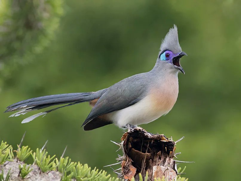 keeper_chat's tweet image. Screaming and getting my mohawk ready to learn about the Crested coua in the new episode, available now! buff.ly/42UPWfq