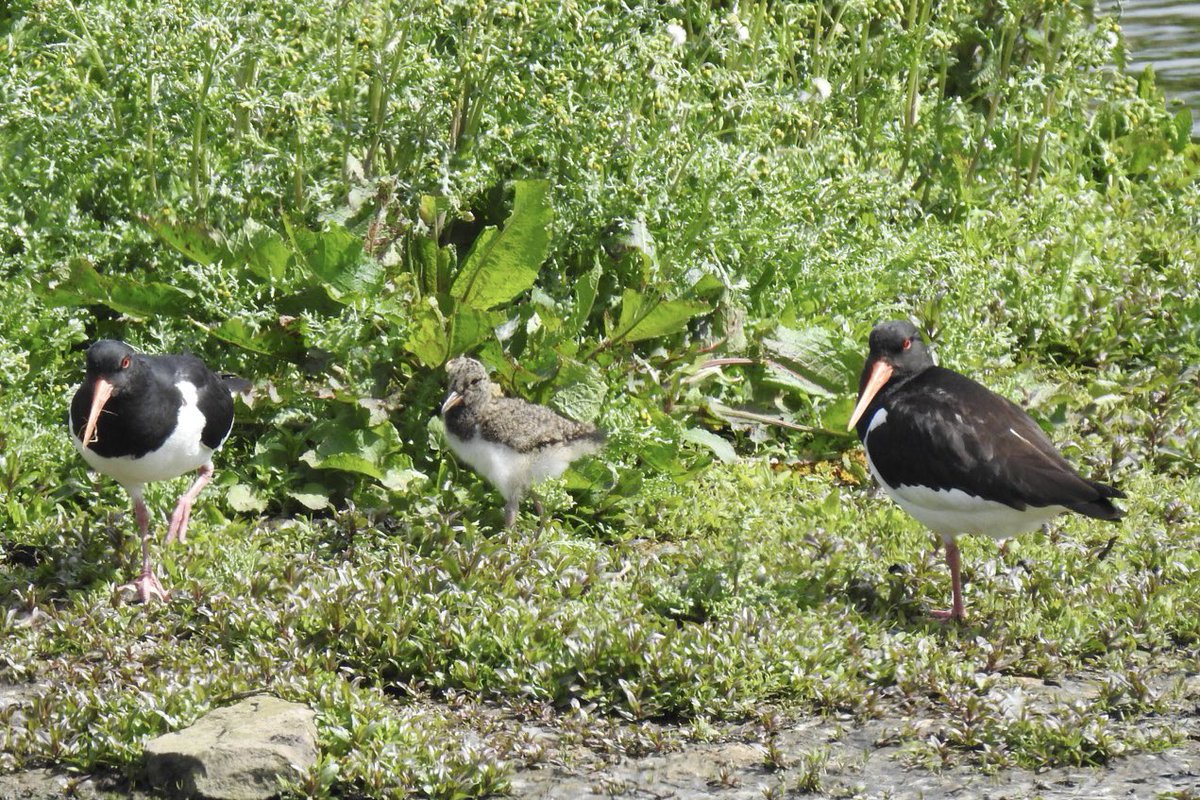 Gorgeous Oystercatchers and their Chick at <a href="/AnglersPark/">Anglers Country Park</a> <a href="/StevieD131/">Steve Denny</a> <a href="/BBCLookNorth/">BBC Yorkshire</a> <a href="/Hudsonweather/">Paul Hudson</a> <a href="/Abbiedew/">Abbie Dewhurst</a> <a href="/KeeleyDonovan/">Keeley Donovan</a> @katerinabbc <a href="/WakeExpress/">Wakefield Express</a> <a href="/WkfdOfficial/">Wakefield Official News</a> <a href="/WakeyAmbassador/">Wakefield Ambassadors</a> <a href="/Normanton0809/">Five Towns Gossip</a>