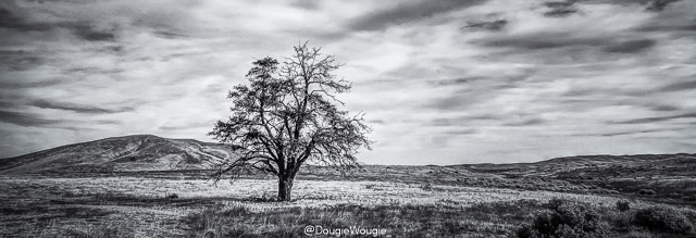 Lone Tree in the High Desert #AntelopeValley, #DougieWougie_, #bnw, #landscape