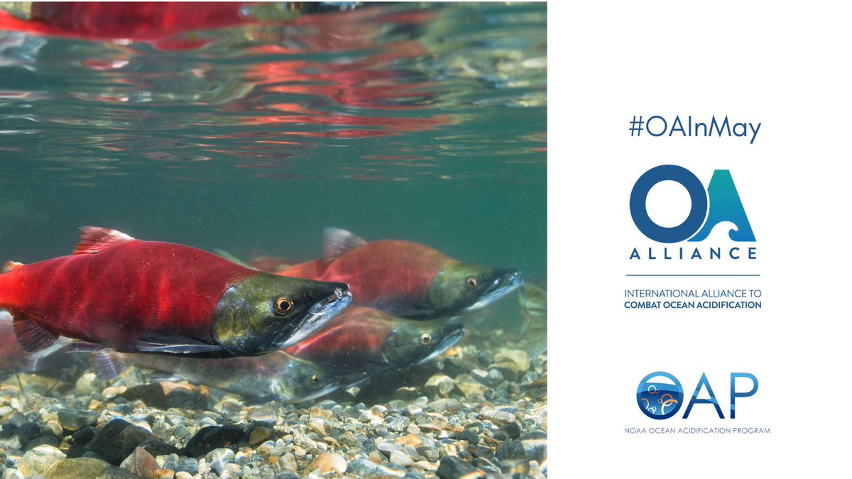 🎣 #Alaska fisheries account for more than half of U.S. harvests by weight, support more than 36,000 full-time jobs, and provide $5.2 billion in total output for the U.S. economy.

Learn more about @AK_OANetwork & their work on #ClimateOceanChange this #OAInMay