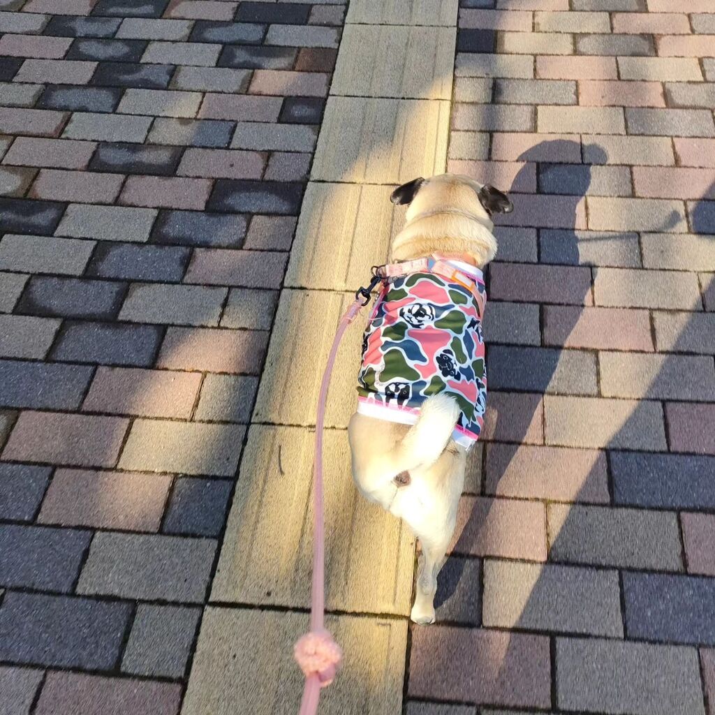 brewry_days's tweet photo. 朝んぽ🐾黄色いところを真っすぐに🐾
#あさんぽ 　#パ��　#ぱぐ 　#pug 
#多頭飼い https://t.co/Z5EWWbrkYd