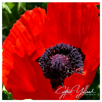 Scarlet Morning

Stand in the wave of healing color. Breathe in. Now, I am ready for the morning. Join Me?

#Poppy #Redflowers #1🖤Color #CynthiaYolland