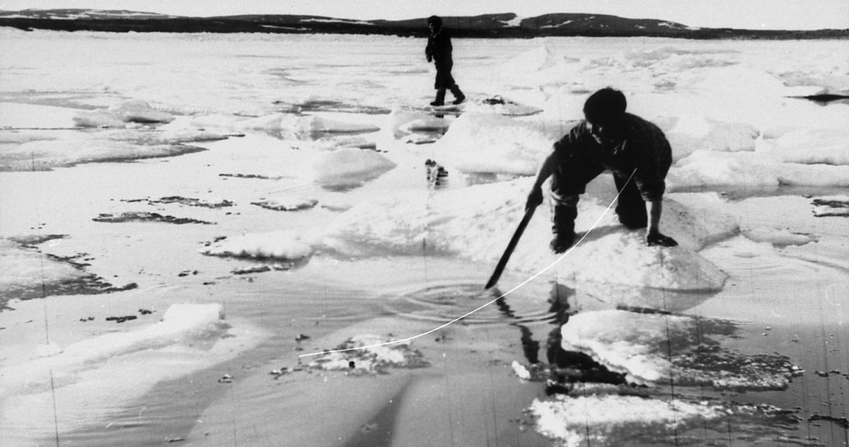 IsumaTV's tweet photo. Beautiful images from #Kangiqsujuaq in the 1960s courtesy of Bernard Saladin d'Anglure, #Avataq Cultural Institute, Virtual Museum project: https://t.co/VKj88tLtoe
#nunavik #beluga #inuit #inuithistory #avataq #inuitculture https://t.co/QTA3QqtetX