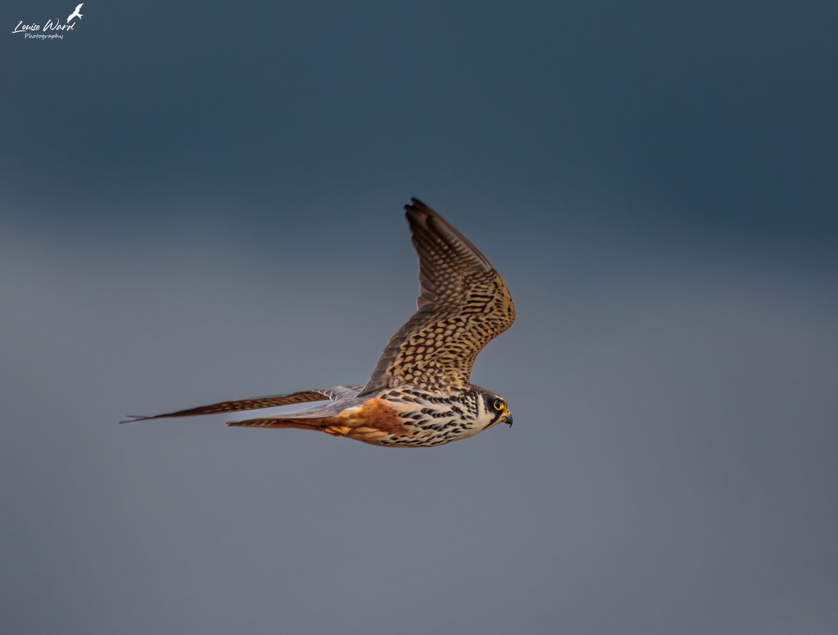 Louise Ward Photography tweet media