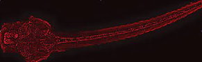OrDShahar's tweet photo. We are recruiting #Post-doc & #Lab manager
Studying:
#molecular dynamics in #brain cells #Memory #neurodegenerative diseases
Using:
#cell-type-specific labeling of newly synthesized proteins #RNA #tRNA seq #zebrafish 🔬
Join us @ https://t.co/eaoAFU2xn8
#Migal
📩Or@migal.org.il https://t.co/BTPONqb7Ds