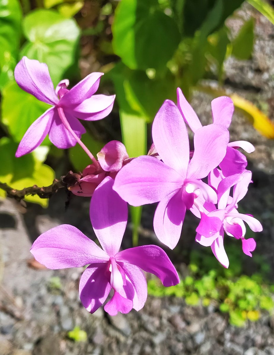 06katze's tweet photo. Fleurs de la Réunion 🌸🪷🌺🌴🏞️ https://t.co/zT1UQP8GGc