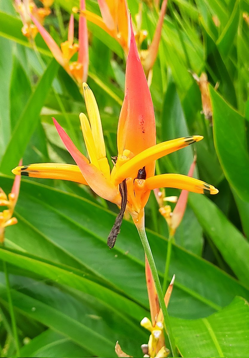 06katze's tweet photo. Fleurs de la Réunion 🌸🪷🌺🌴🏞️ https://t.co/zT1UQP8GGc