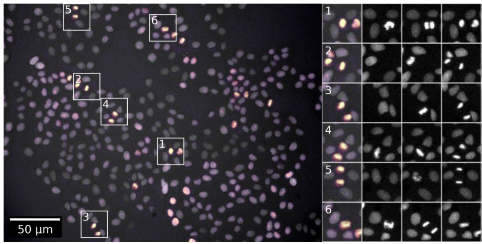 Martin Weigert (maweigert.bsky.social) (@martweig) on Twitter photo Happy to share our latest paper on self-supervised representation learning for live-cell microscopy
with time arrow prediction (TAP). Great work by <a href="/bengallusser/">Ben Gallusser</a> and <a href="/max_stieber/">Max Stieber</a> !
arxiv.org/abs/2305.05511 Happy to share our latest paper on self-supervised representation learning for live-cell microscopy
with time arrow prediction (TAP). Great work by <a href="/bengallusser/">Ben Gallusser</a> and <a href="/max_stieber/">Max Stieber</a> !
arxiv.org/abs/2305.05511