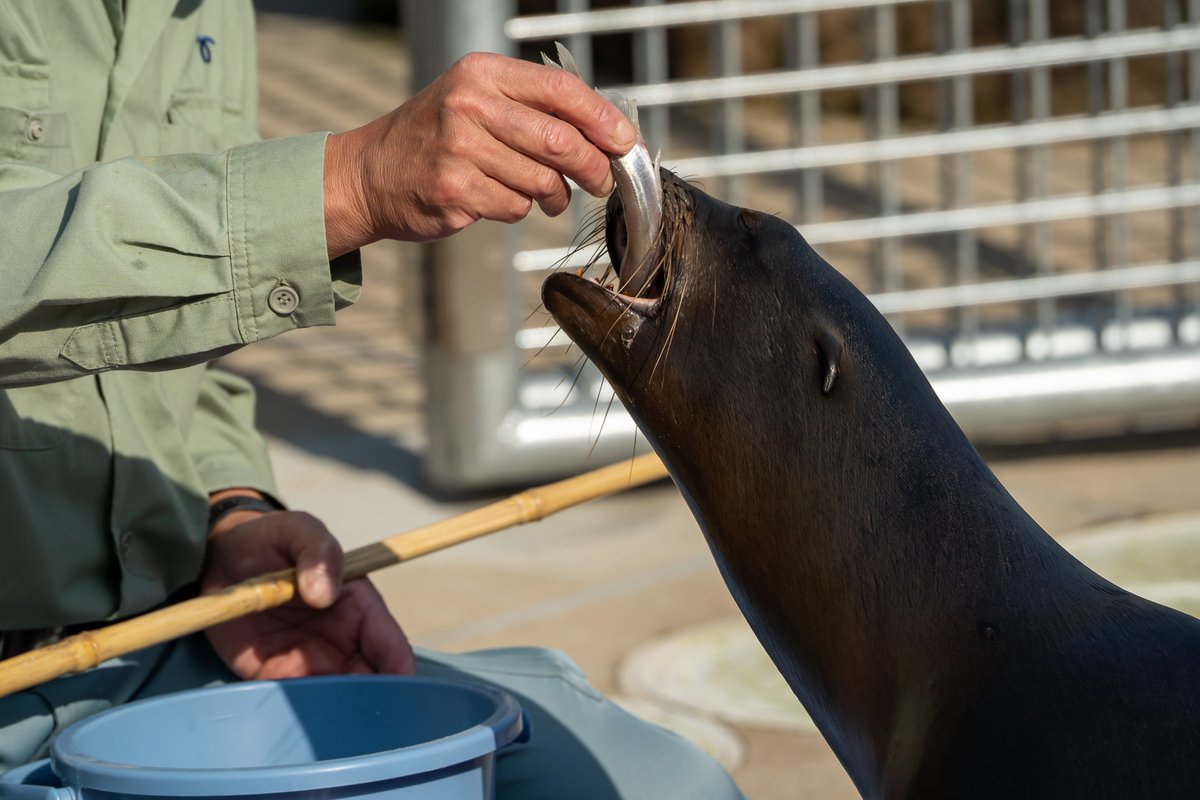 飼育員さんの指ごといっちゃうんじゃないかとヒヤヒヤした親の方と、子供も食欲旺盛だった。

#α7C #TAMRON #A057 #カリフォルニアアシカ #神戸市立王子動物園