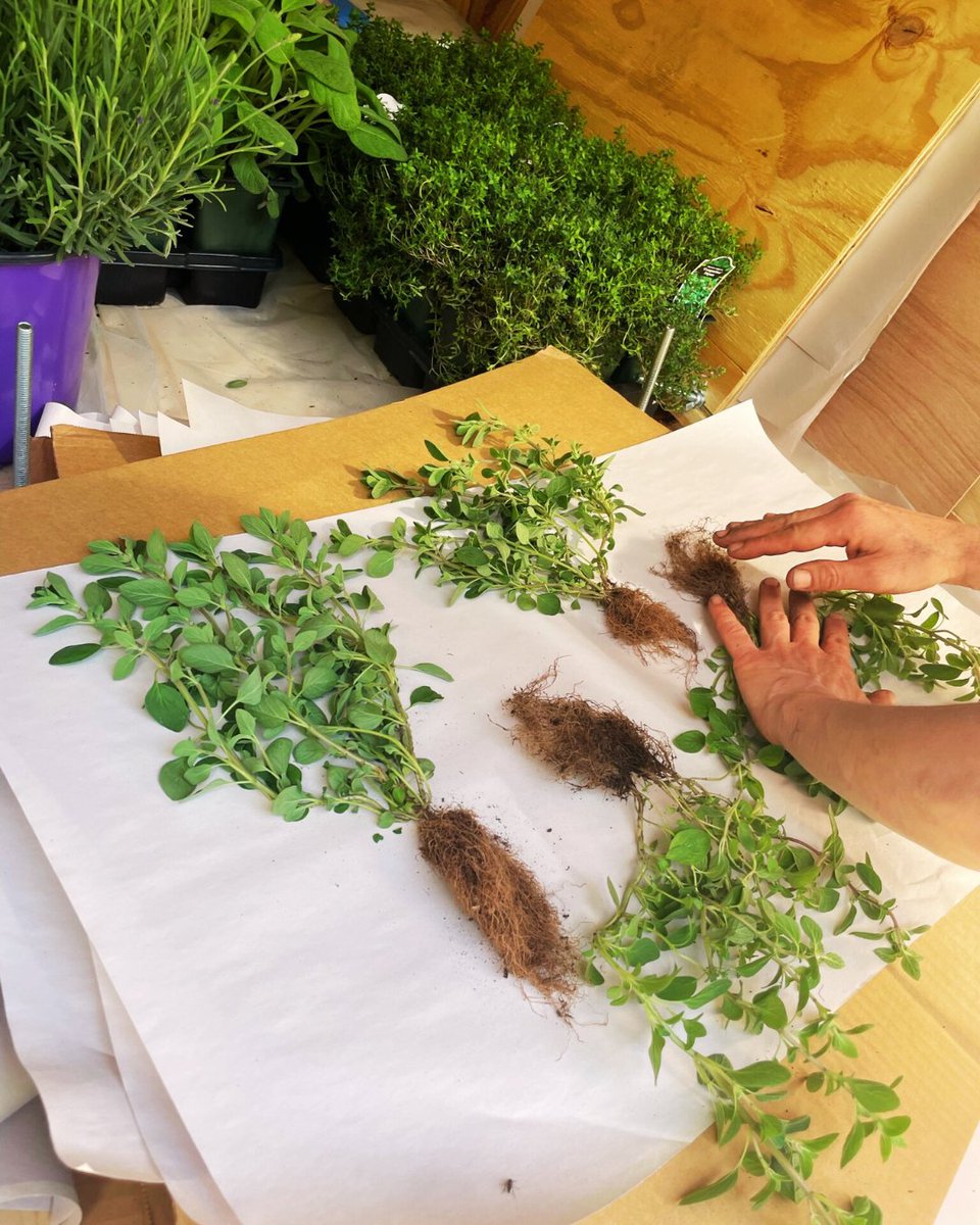 The artists of Studio Mela have been hard at work pressing and preparing these gorgeous native Israeli herbs.🌱 Soon, they'll become an incredible art installation for all of us to enjoy (and taste!) at Foodscape in Boston on May 28! Learn more and RSVP at hubs.la/Q01Q1P5B0