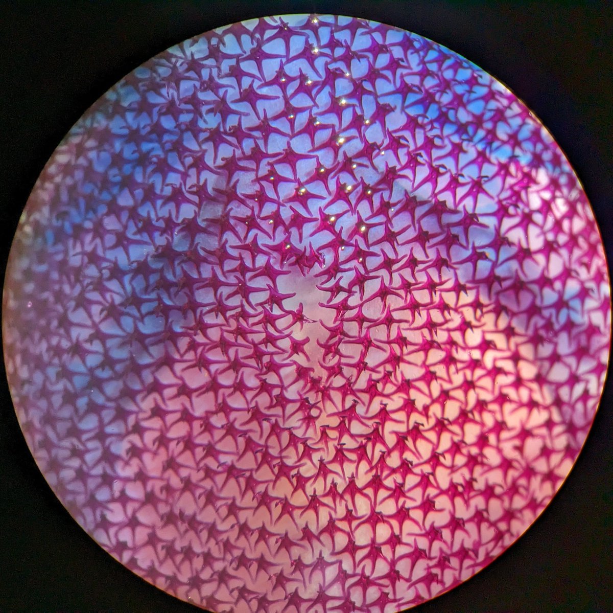 Shark belly-buttons heal! Skin denticles surround the 'scar', then as the skin heals over the denticles grow to crowd the space. Whether sharks are born in eggs (yolk-attached) or live (placental) they all have umbilical scars that heal. 🦈🦷 #babyshark #skinteeth #sharkscience