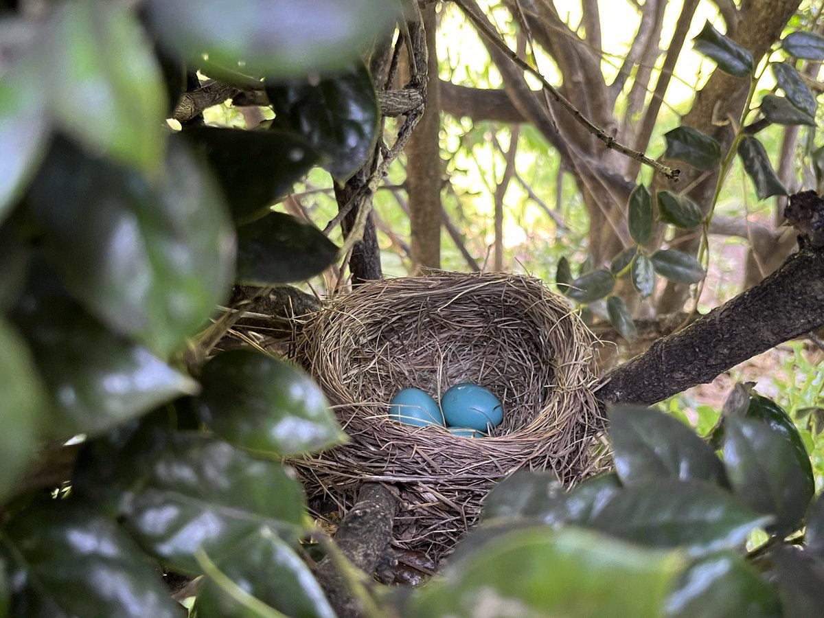 NYinDC's tweet photo. Robin’s nest in our front yard; recently saw a box turtle, two rabbits and a rather large black snake in the back yard; we have had up to five bluebirds at a feeder this year but still no sign of hummingbirds https://t.co/Iqo19Rvaso