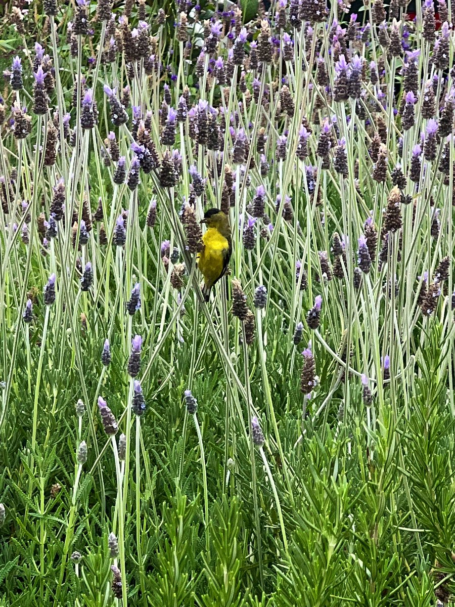 A warbler for the timeline. ENJOY THE PURITY