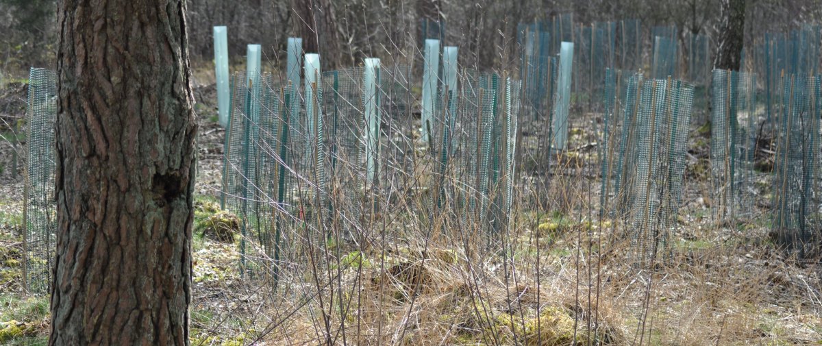 Symposium 31 mei: 'Bos als oplossing',
op het kruispunt van onderzoek, beleid en praktijk.

Er zijn nog plekken beschikbaar bij de excursie 'selectieproeven' én voor het middagprogramma. Info en aanmelden via de evenementenpagina van Stichting Probos: lnkd.in/ejCnmGyB